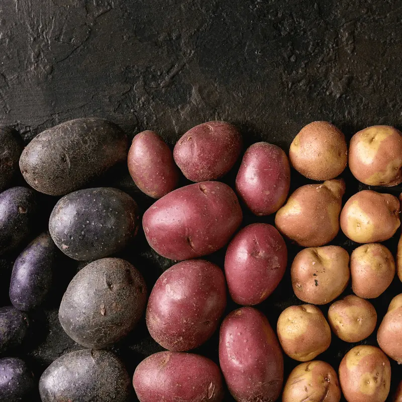 Rainbow Mix Organic Seed Potatoes – Colorful, Disease-Resistant Tubers (1 Lb) 1