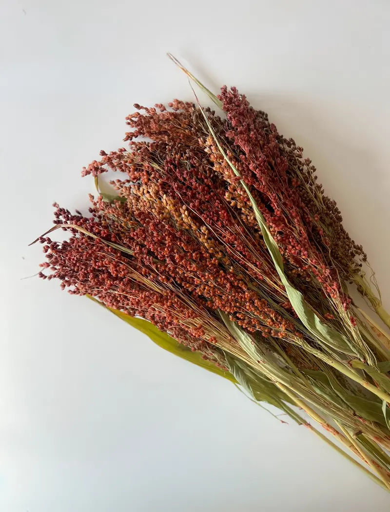Red Broomcorn Dried Stems 1