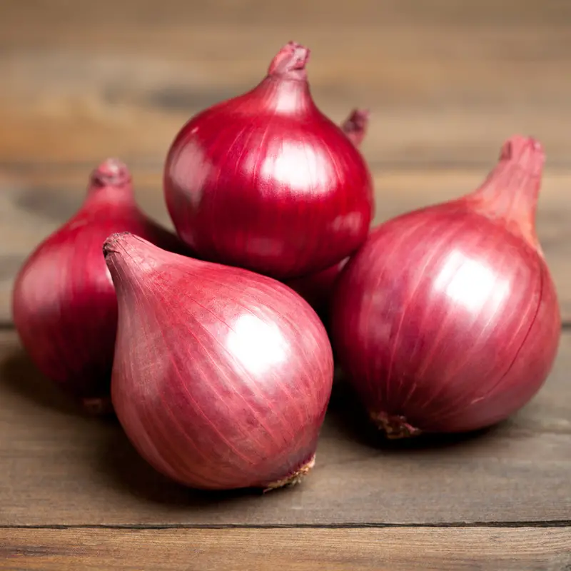 Red Rock Onion Plants – Short-To-Intermediate Day Variety 1