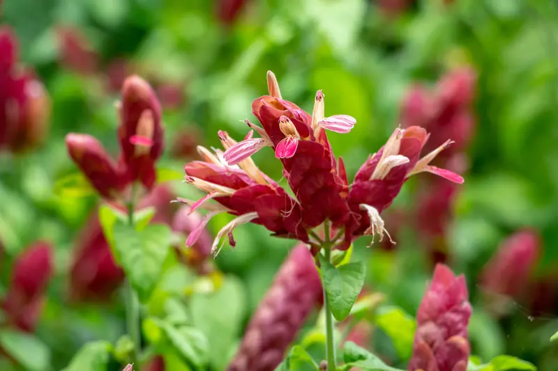 Red Shrimp Plant Trio – Live Ornamental Aeschynanthus Radicans 1