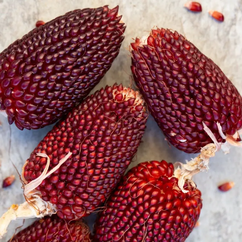 Red Strawberry Popcorn Seeds 1
