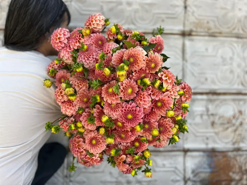 Rock Run Ashley Dahlia Tubers – Rosy Coral Dinnerplate Type 1