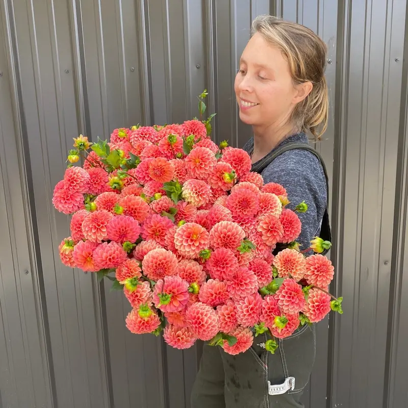 Rose Toscano Dahlia Tubers – Soft Pink Dinnerplate Variety 1
