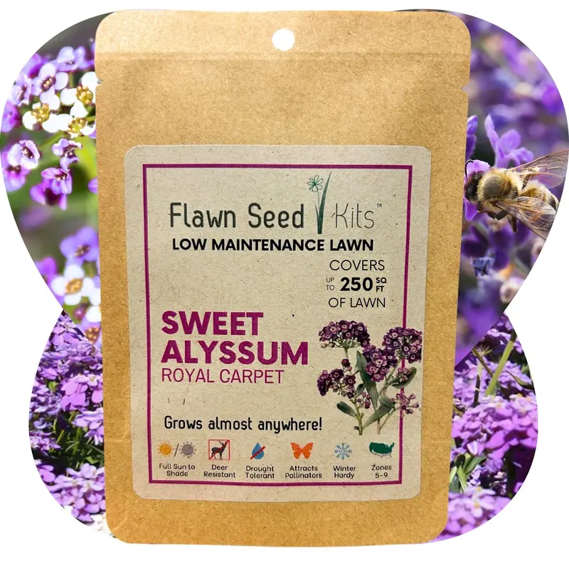 Royal Carpet Sweet Alyssum Flower Seeds 1