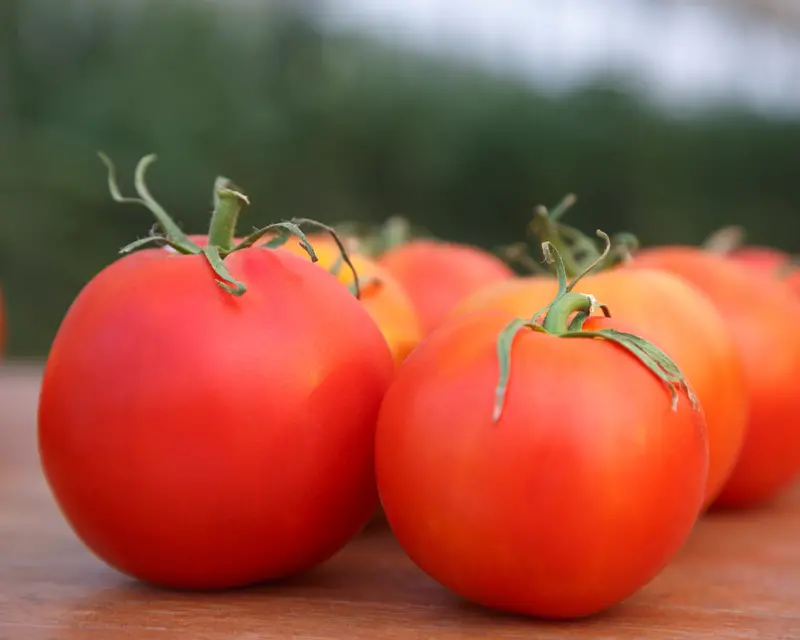 Rubee Dawn Tomato – Red Hybrid With Exceptional Flavor & Vigor 1