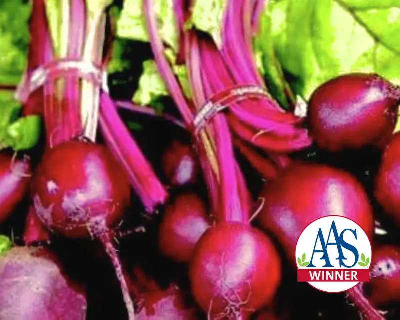 Ruby Queen Beet Seeds – Deep-Red, Uniform Roots With Superior Flavor And Storage 1
