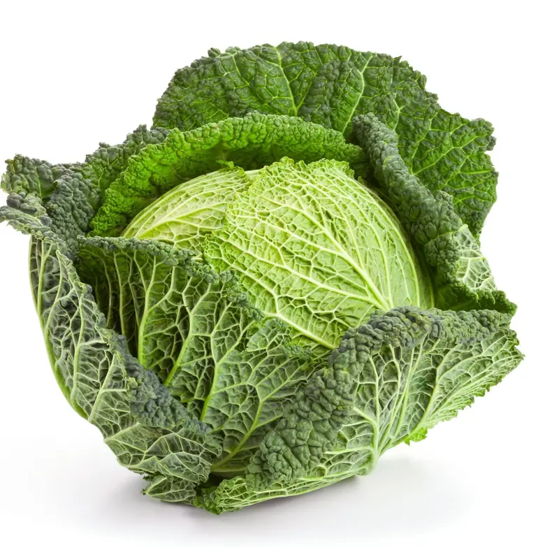 Savoy Perfection Cabbage Seeds – Crinkled Leaf, Cold-Hardy Variety 1