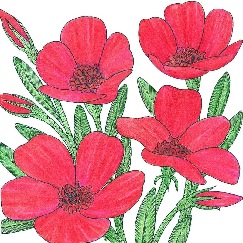 Scarlet Flax Seeds – ¼ Lb Heirloom Variety For Pollinator Gardens And Cut Flower Arrangements 1
