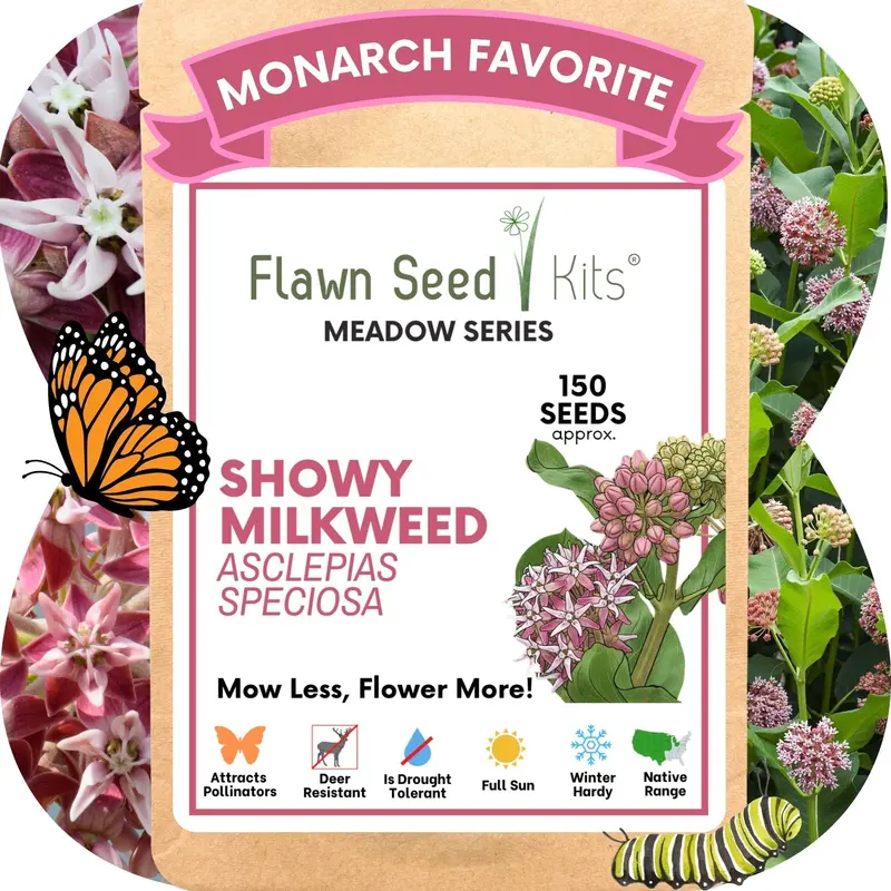 Showy Milkweed Seeds – Pollinator-Friendly Native Variety Pouch 1