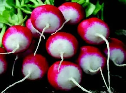 Sparkler White-Tip Radish Seeds – Heirloom, Non-Gmo Garden Variety 1