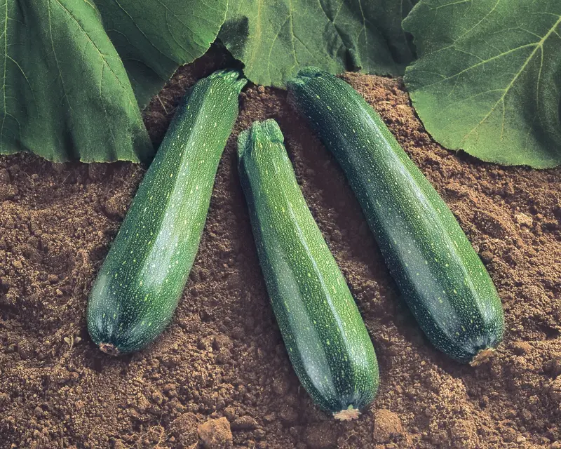 Spineless Beauty Zucchini Seeds – Thornless Hybrid For Easy Harvesting 1