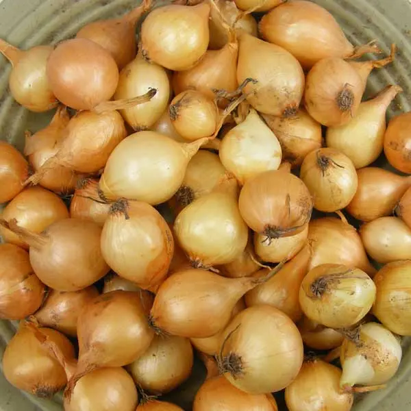 Stuttgarter Yellow Onion Sets – 4 Lbs Non-Gmo (400+ Bulbs) 1