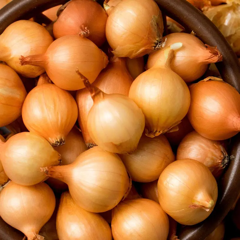 Stuttgarter Yellow Onion Sets – 8 Oz Non-Gmo Package 1
