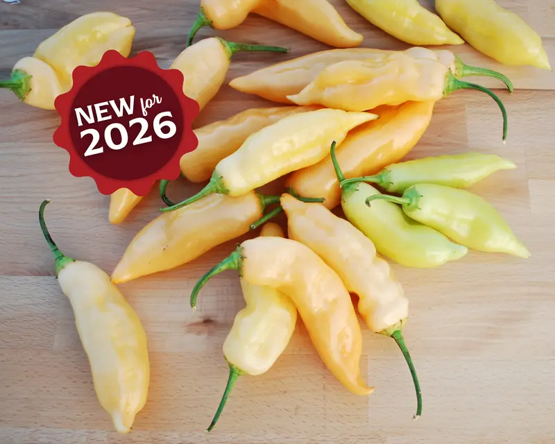 Sugar Rush Peach Pepper Seeds – Mild, Fruity-Scented Hybrid With Vibrant Color 1