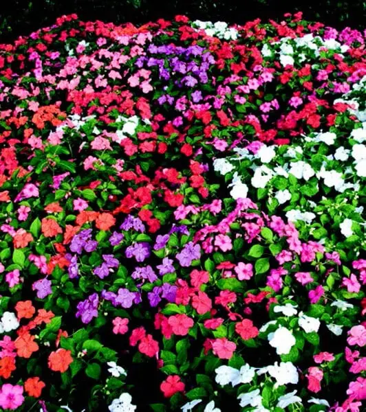Sunbelt Impatiens Seed Mix — Heat-Tolerant, Shade-Loving Color Blend 1