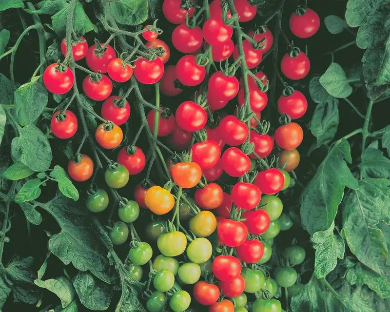 Super Sweet 100 Cherry Tomato Seeds – High-Yield Hybrid Variety 1