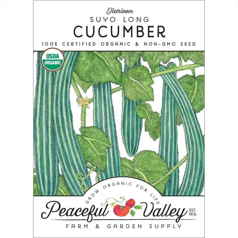 Suyo Long Cucumber Seeds – Organic, Heirloom 1