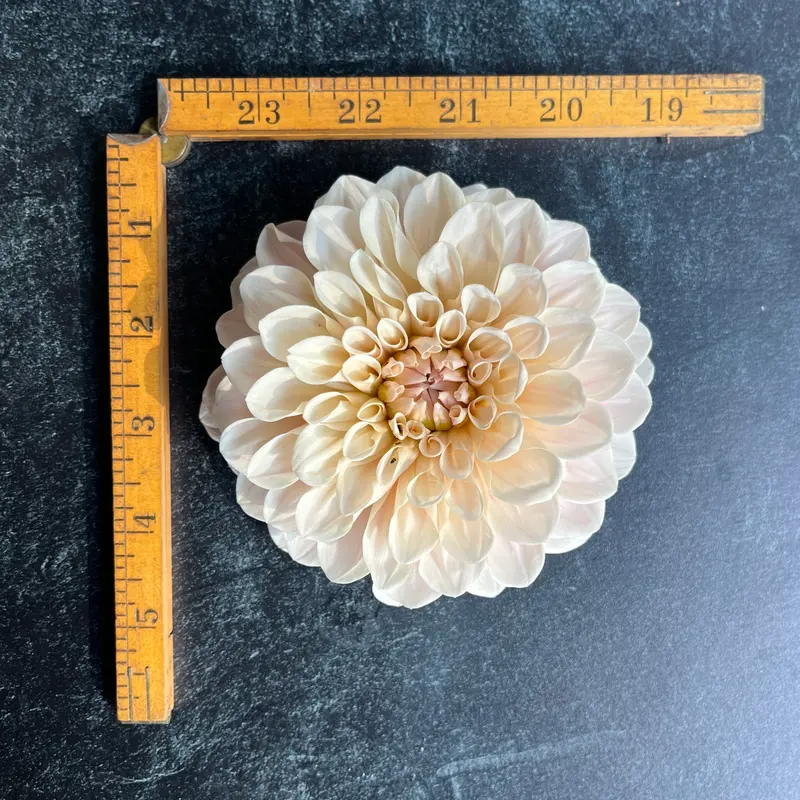 Sweet Nathalie Dahlia – 3 Rooted Cuttings 1