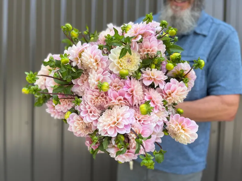 Sweet Nathalie Dahlia Tubers – Peachy-Pink Decorative Blooms 1