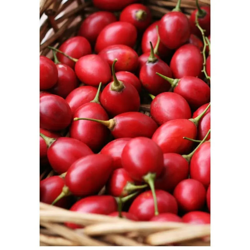 Tamarillo (Tree Tomato) – Vibrant, Tangy-Sweet Andean Fruit Tree 1