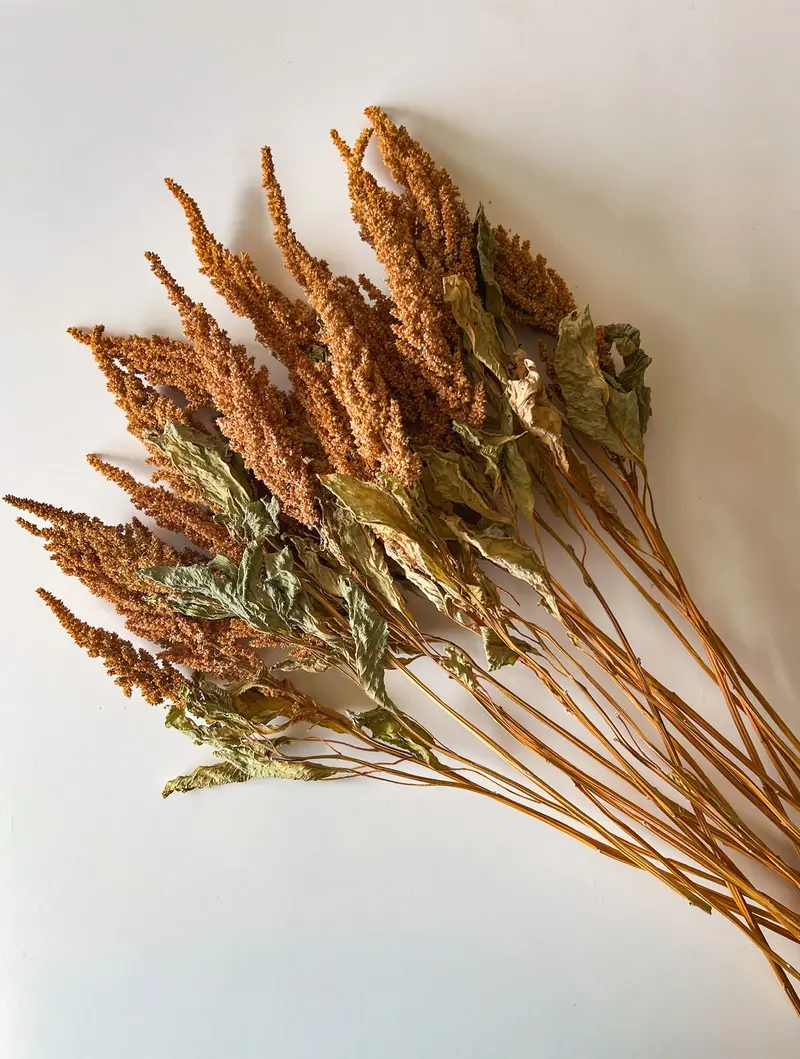 Tan Amaranth Dried Flowers – Feathery Textured Stems 1
