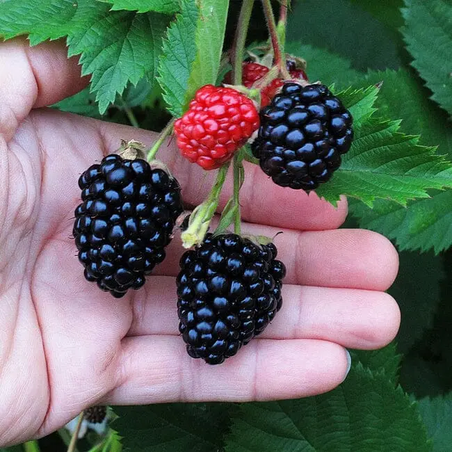 Triple Crown Blackberry – Thornless, High-Yield Bramble Bush 1