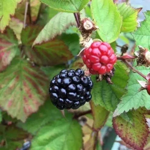 Triple Crown Blackberry – Thornless, Trailing, High-Yield Berry Vine 1
