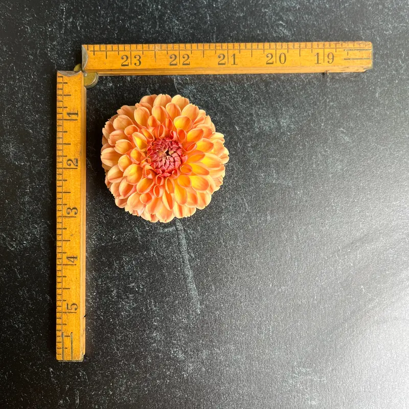 Valley Tawny Dahlia – 3 Rooted Cuttings 1