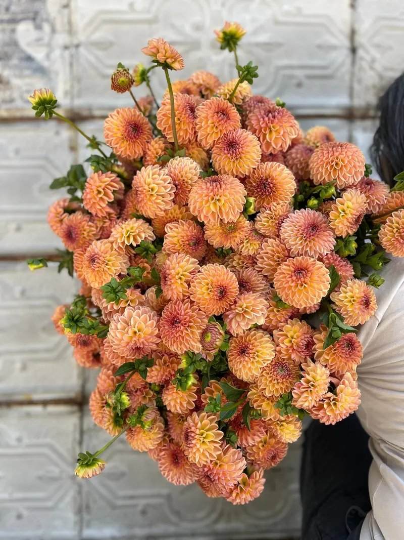 Valley Tawny Dahlia Tubers – Rich Copper-Toned Flowers 1