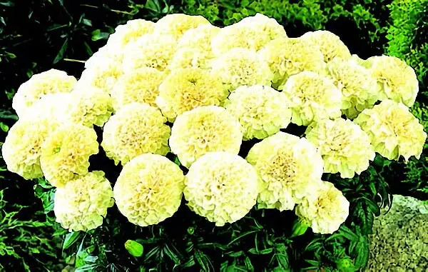 Vanilla Cream Hybrid Marigold Flower Seeds For Gardens & Pollinators 1