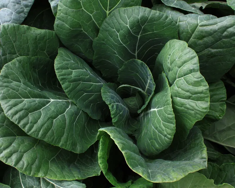 Vates Collard Greens – Cold-Hardy, Traditional Heirloom Seeds 1