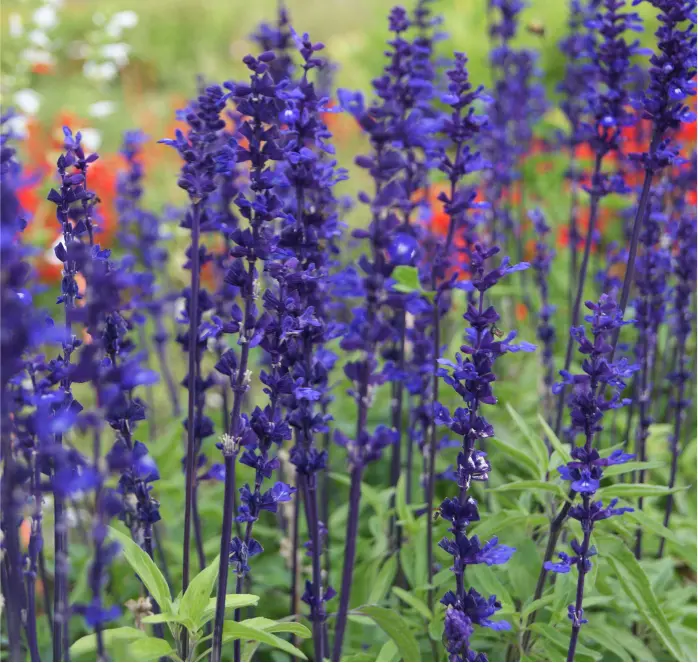 Victoria Blue Salvia Seeds – Vigorous, Hummingbird-Attracting Perennial-Annual Hybrid 1