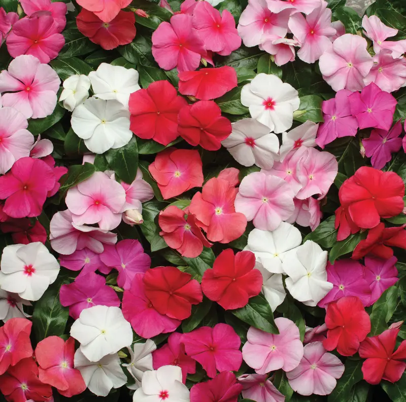 Vinca Pacifica Xp Colorful Groundcover Mix 1