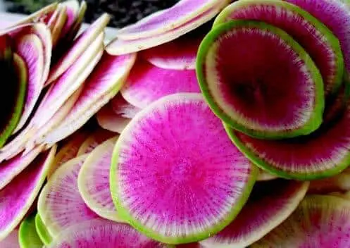 Watermelon Radish – Colorful Dual-Purpose Root Seeds 1
