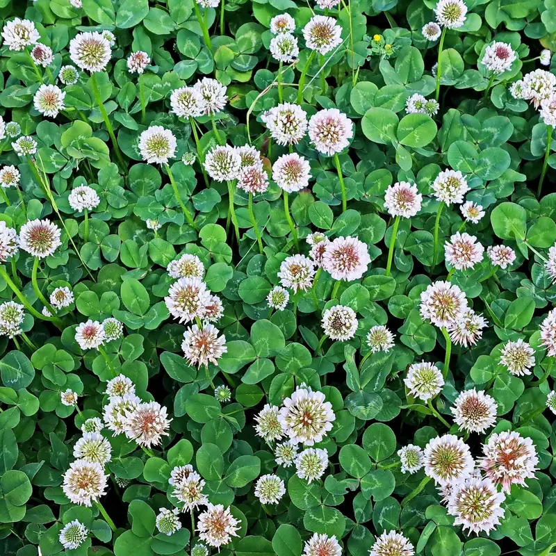 White Dutch Clover Seeds – Low-Growing Groundcover & Pollinator Attractor 1