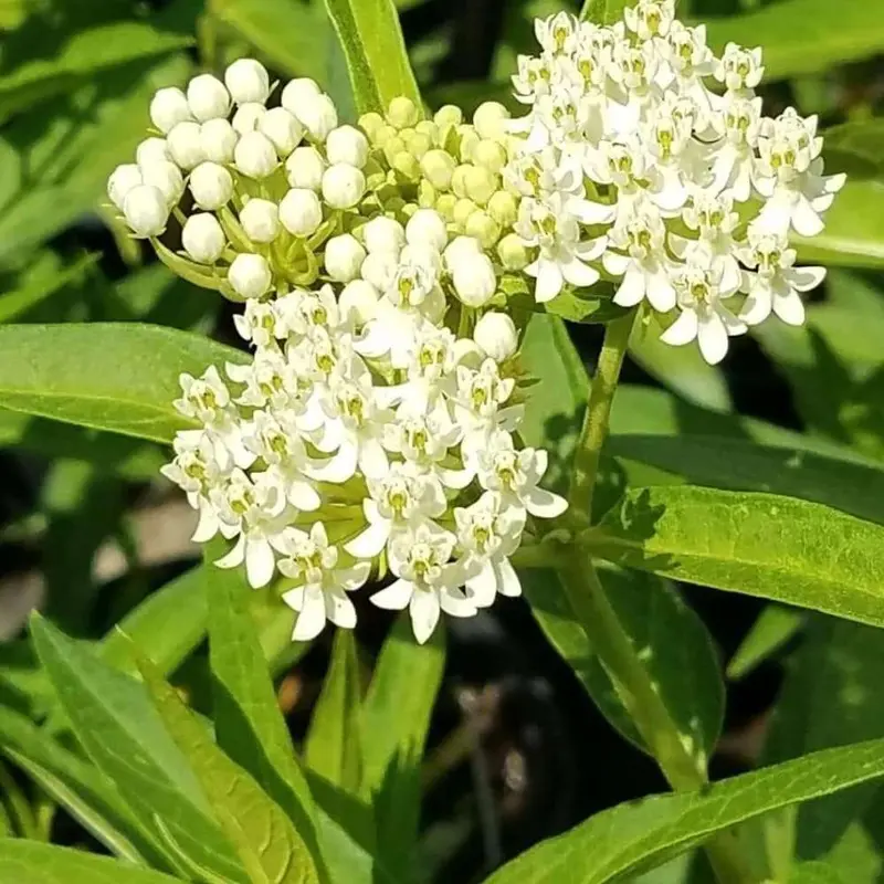 White Milkweed Duo – Native Asclepias Tuberosa For Monarch Butterflies 1