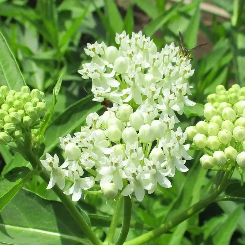 White Milkweed Plants – Pollinator-Friendly Native Perennial (2-Pack) 1