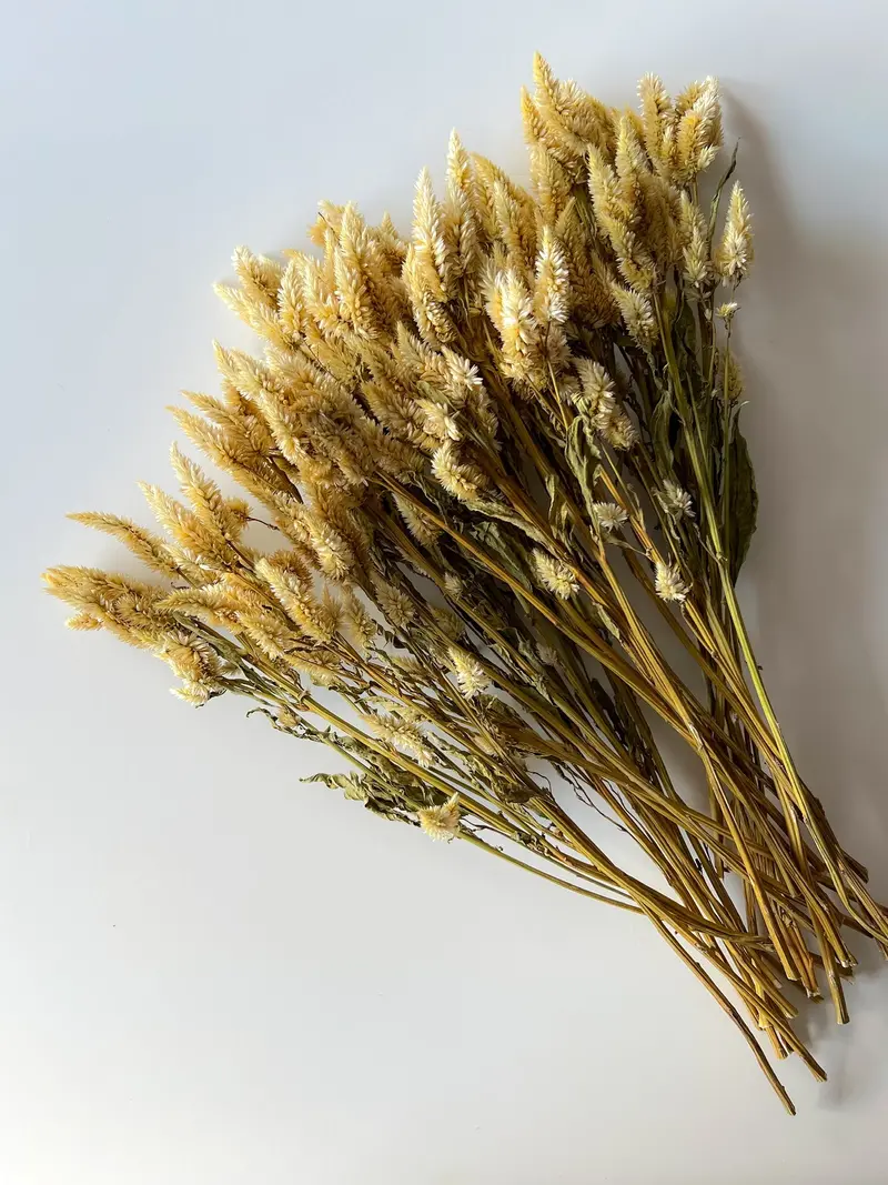 White Spike Dried Celosia – Textured Feather-Like Blooms 1