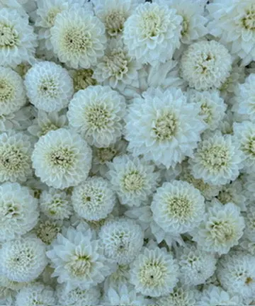 White Wedding Dahlia Tuber Collection – 10 Tubers 1
