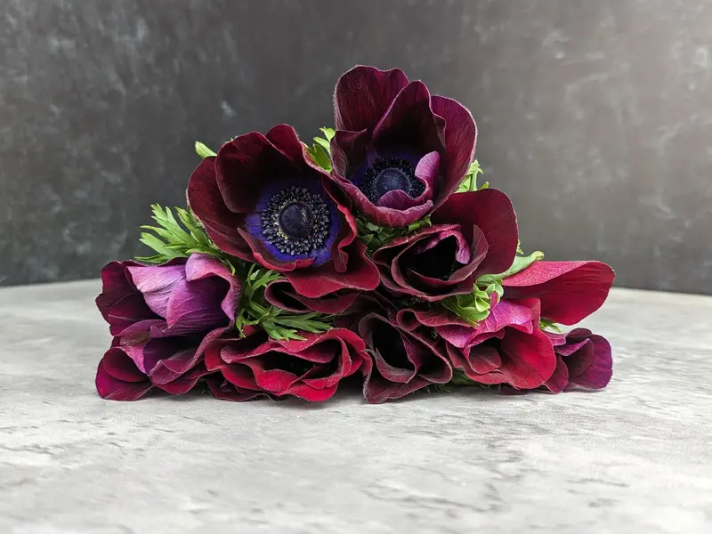 Wine-Colored Anemone Corms – Deep Red Blooms 1