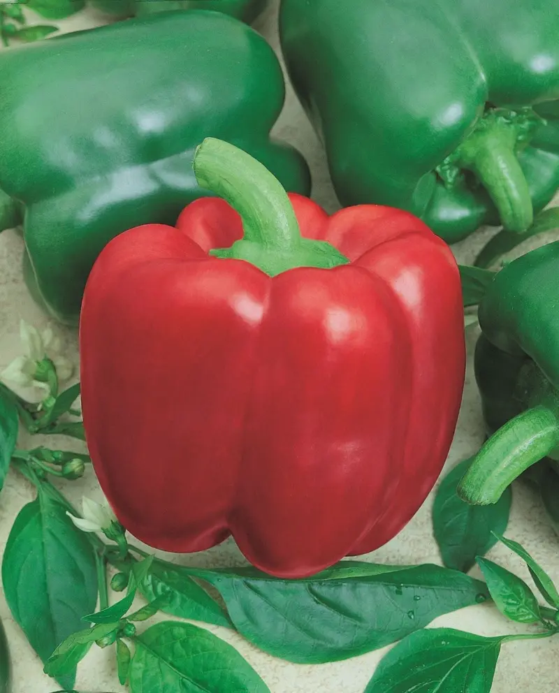 Yolo Wonder Pepper Seeds – Classic Open-Pollinated Bell Pepper With Thick Walls 1