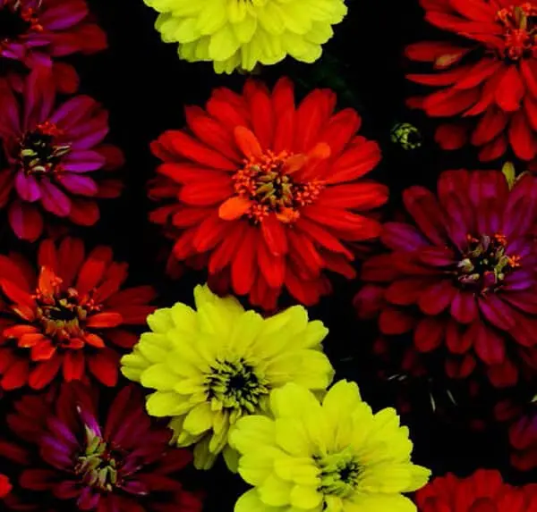 Zahara Double Zinnia Mix – Disease-Resistant, Long-Blooming Flowers 1