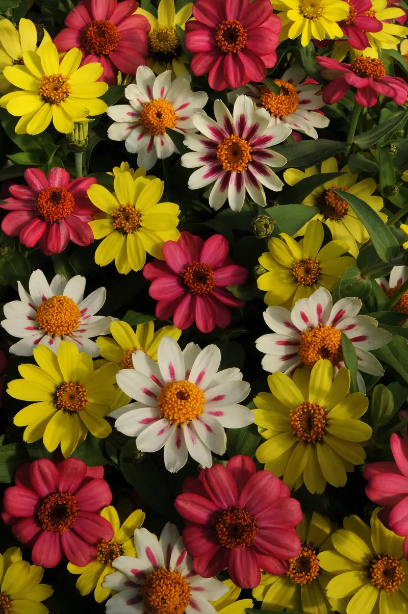 Zahara Raspberry Lemonade Zinnia Hybrid Seeds – Compact & Disease-Resistant 1