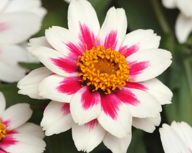 Zahara Starlight Rose Zinnia Seeds 1