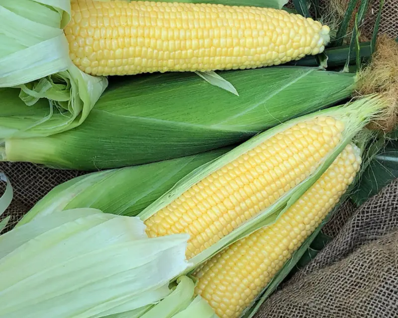 Zea Mays 'Incredible Rm' Yellow Sweet Corn Seeds 1