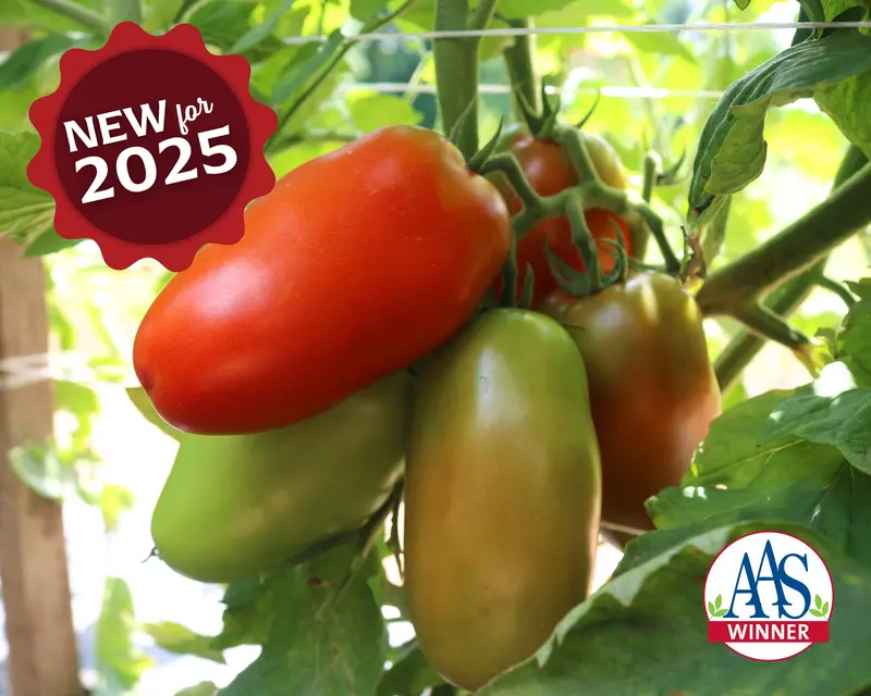 Zenzei F1 Indeterminate Tomato Seeds 1