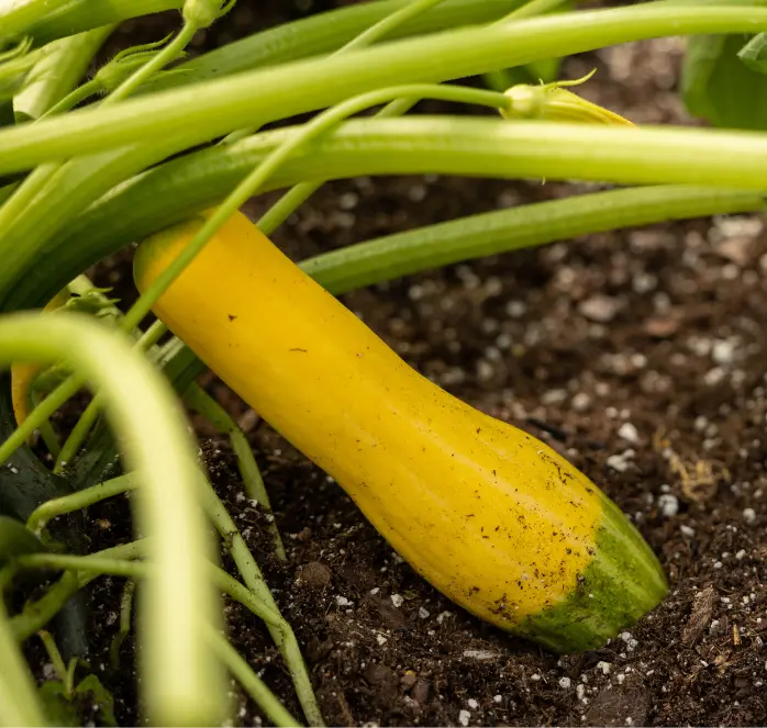 Zephyr Yellow Summer Squash Hybrid Seeds 1