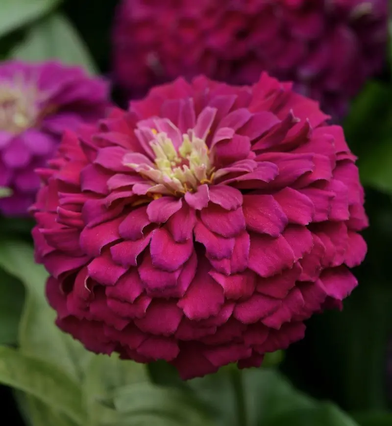Zesty Purple Zinnia Seeds – Bold, Long-Lasting Cut-Flower Hybrid 1