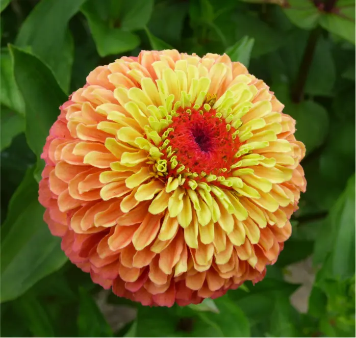 Zinnia Elegans 'Queeny Lime Orange' Cut-Flower Seeds 1
